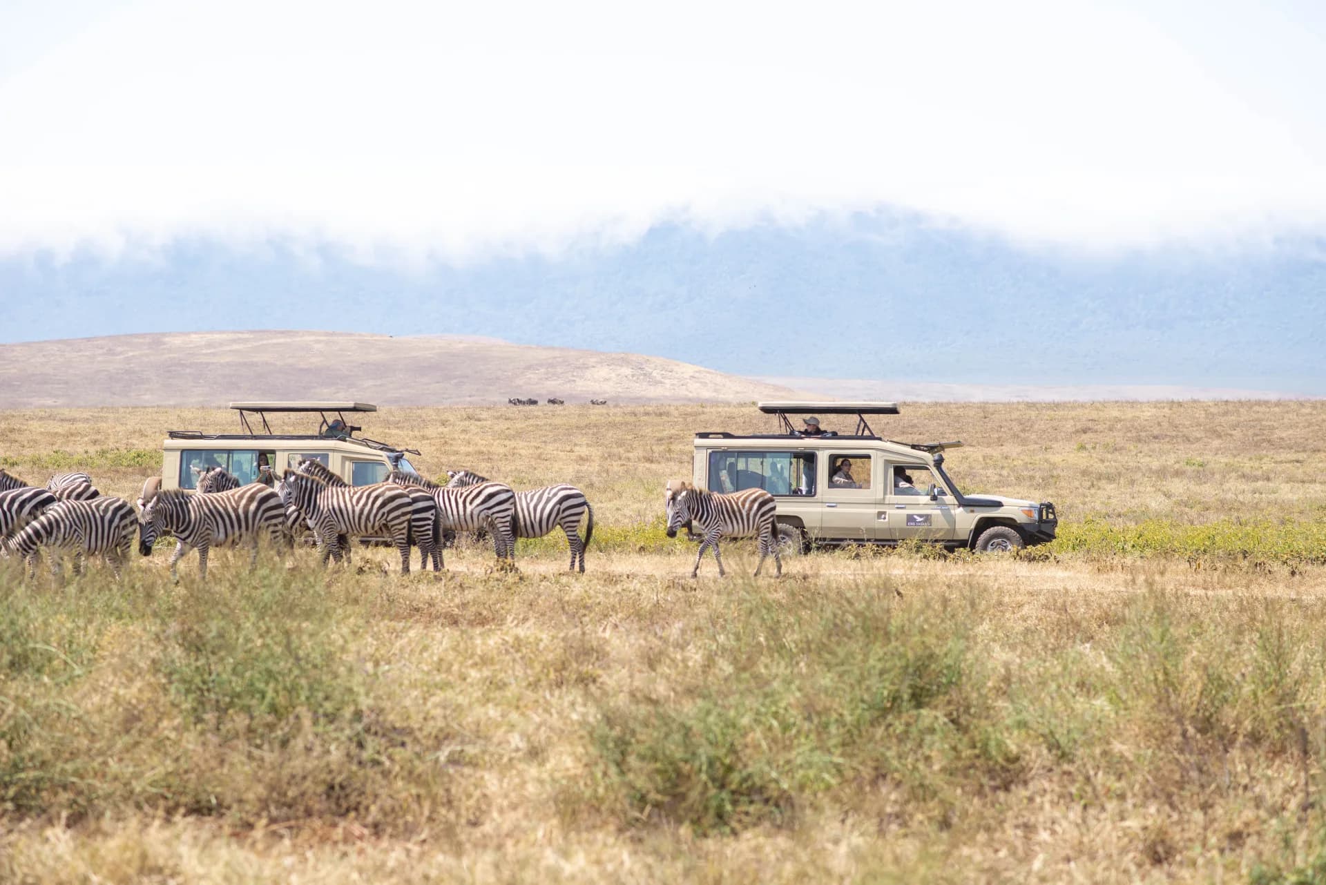 A zebra herd beside EXG Safaris branded vehicles on a game drive