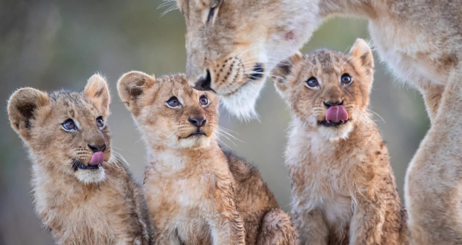 Lion cubs with their mother in the Serengeti