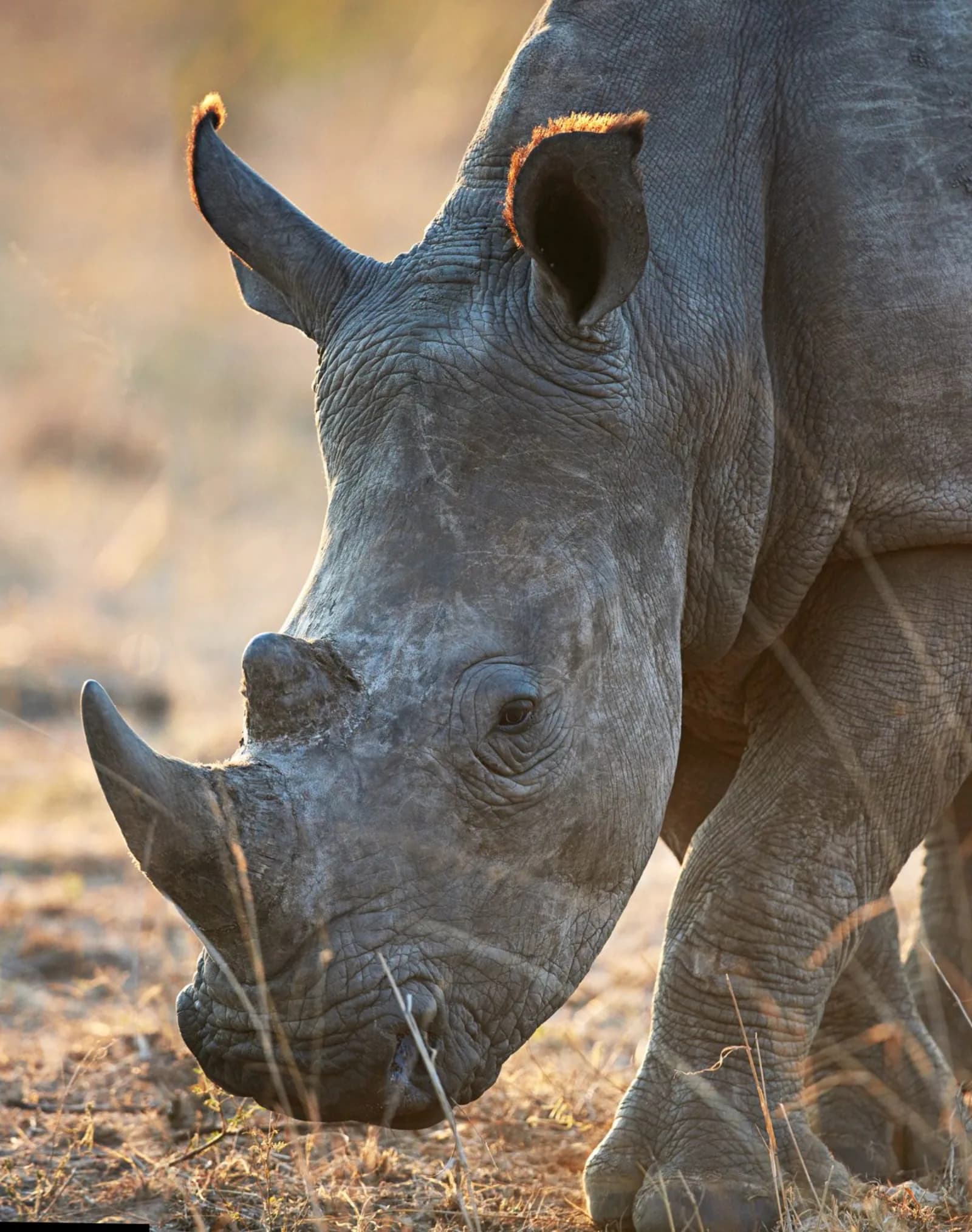 Close-up of a rhino in the Ngorongoro Crater