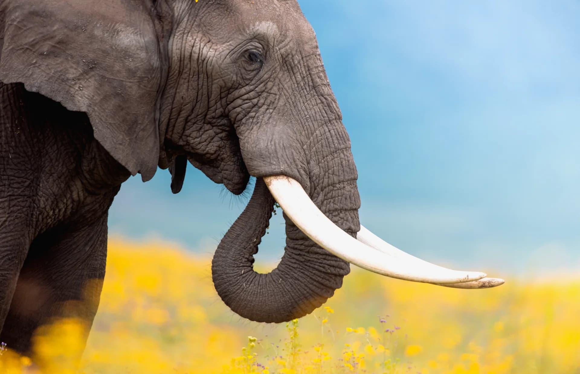Elephant at golden hour on the Tanzanian savanna