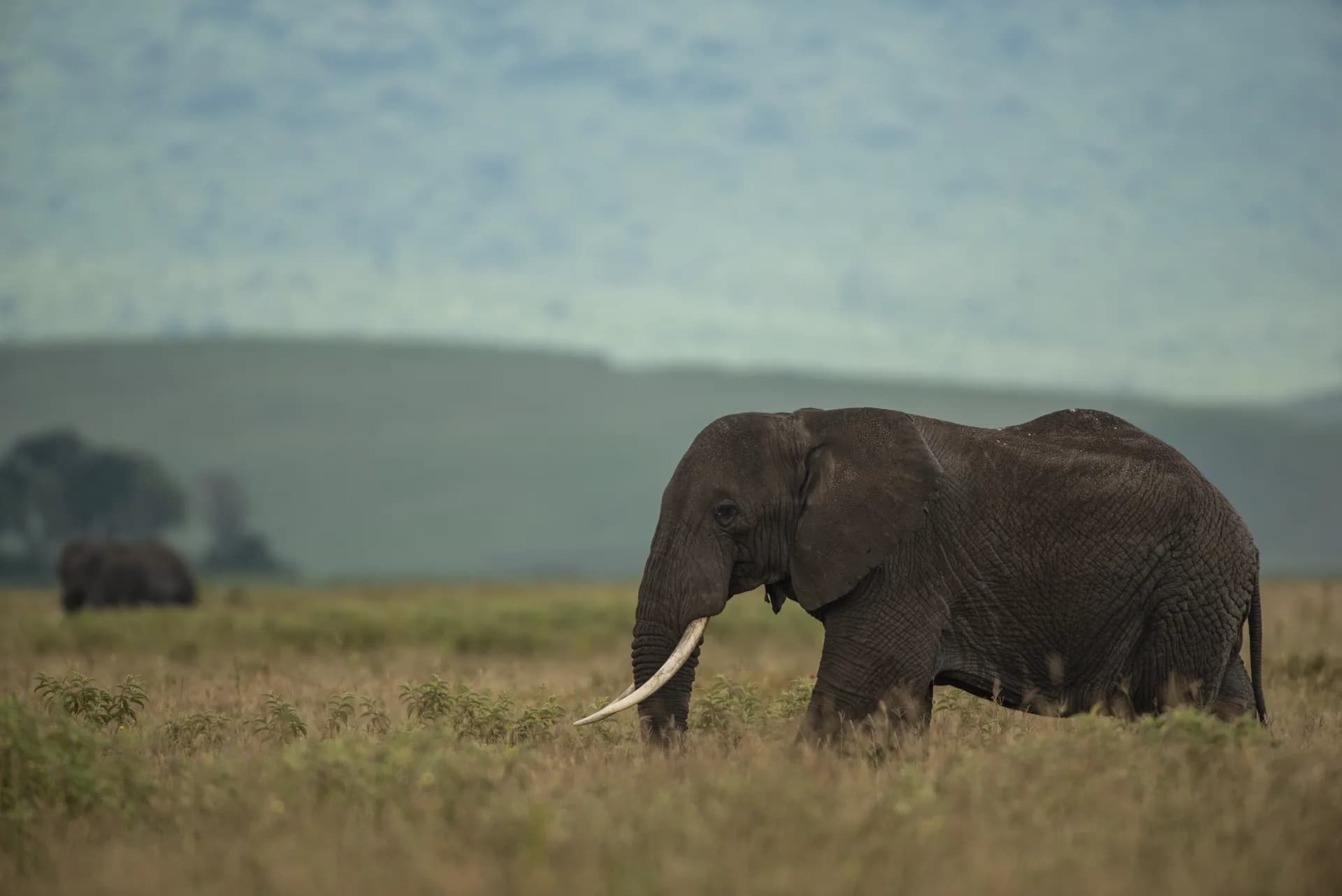 A tusked elephant grazing on the open Tanzania savanna