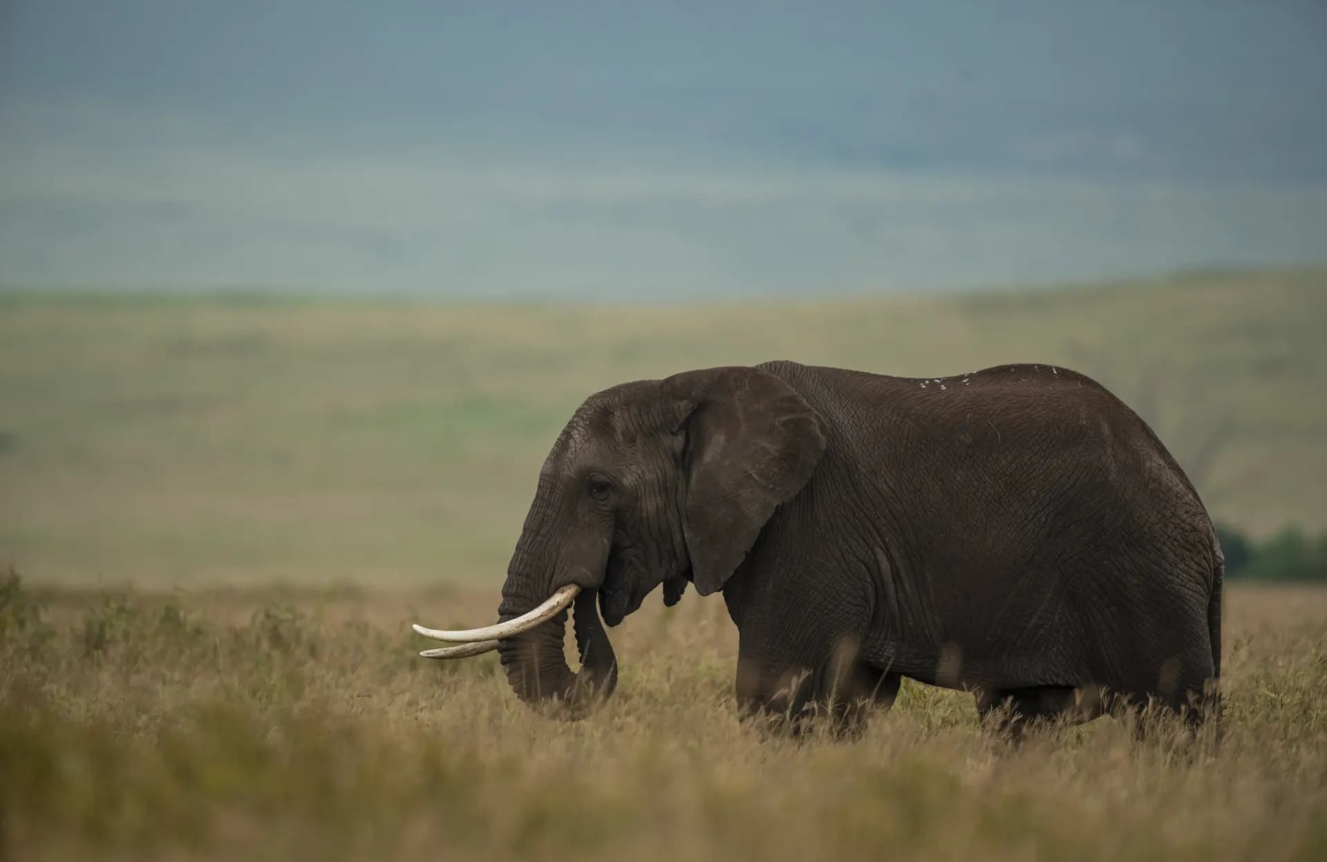 Arusha → Tarangire (Elephants & Baobabs) — representative photo