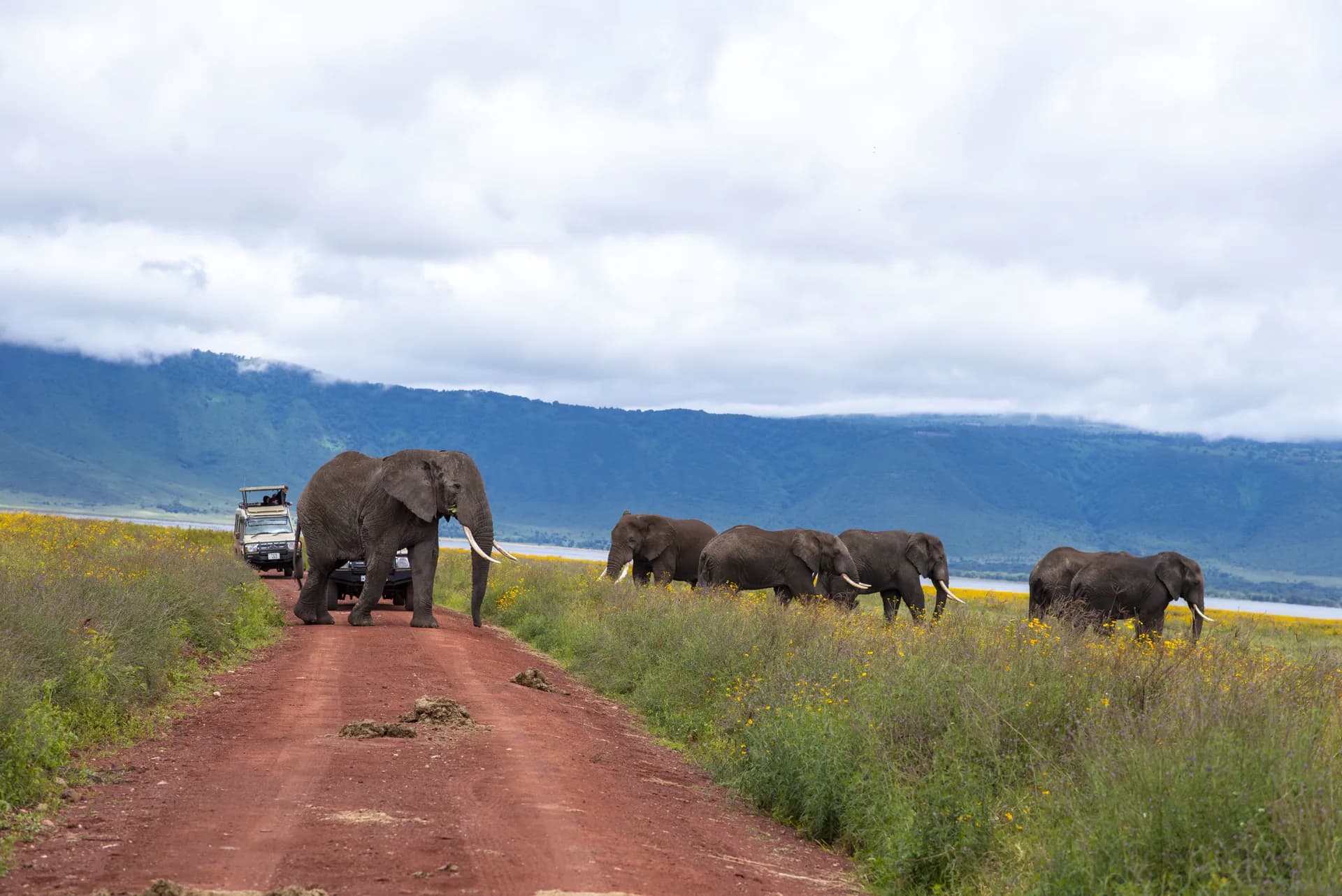 A herd of elephants, including large tuskers, crossing a dirt track through wildflower-covered grassland below the Rift Valley wall
