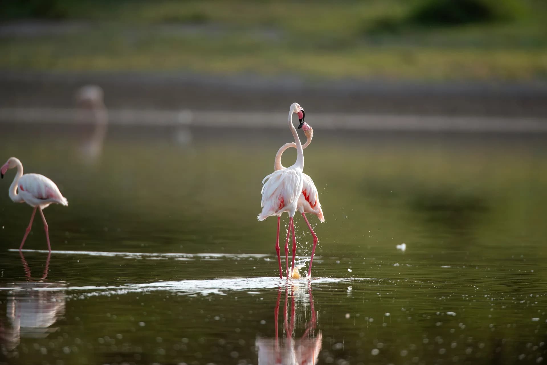 Two flamingos performing a courtship display, necks entwined, on Lake Magadi in Ngorongoro Crater