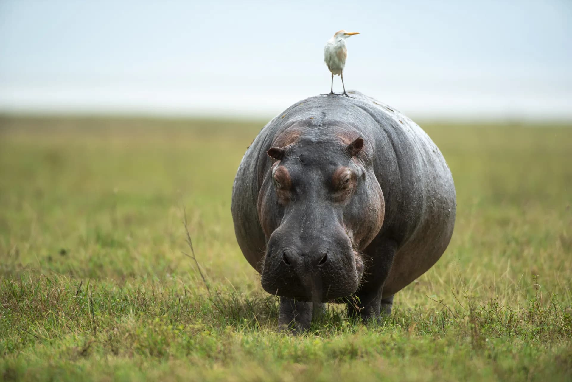 A hippopotamus with a cattle egret on its back at a waterhole in Tarangire National Park