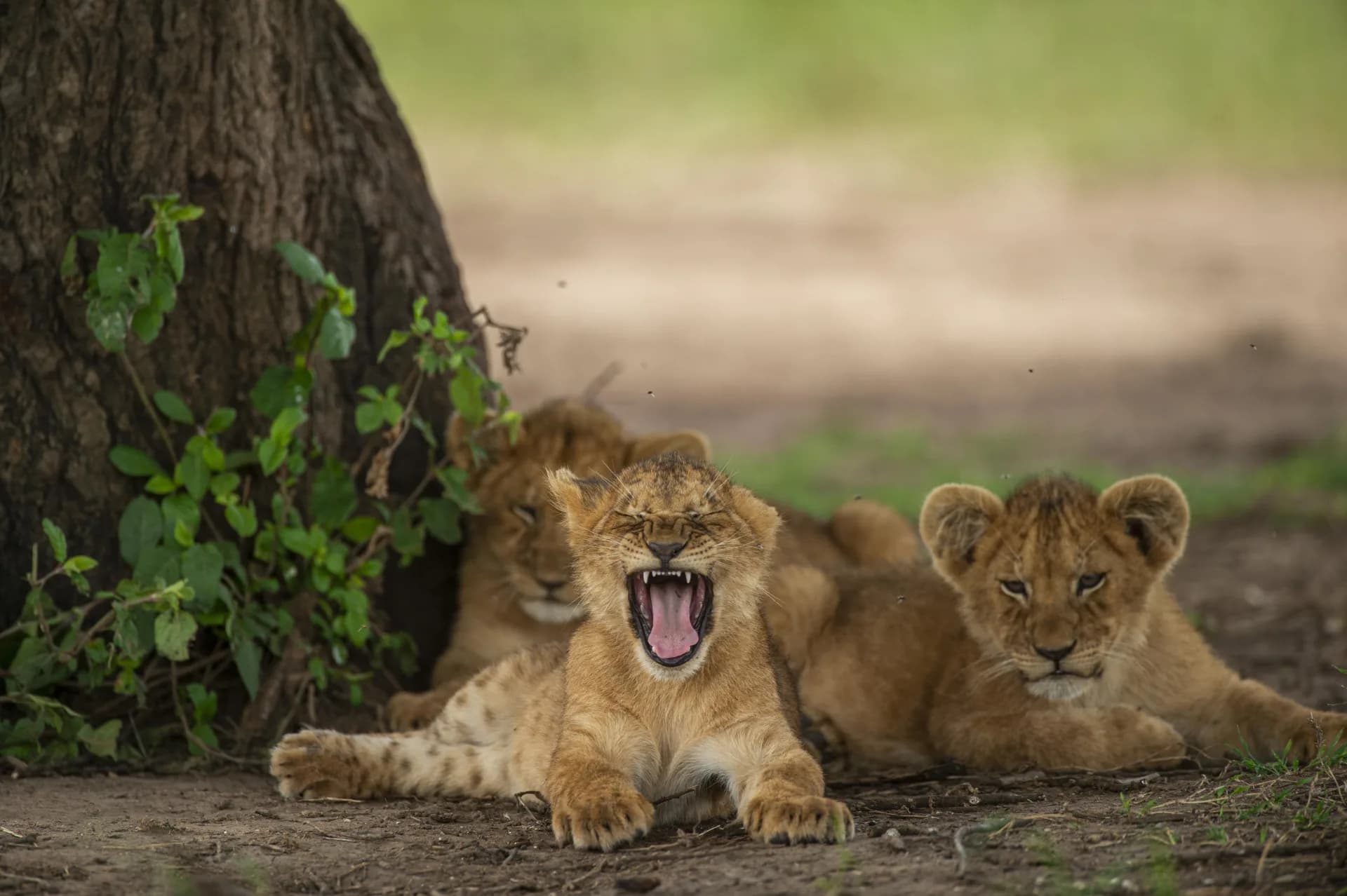Three lion cubs resting under a tree trunk in the Serengeti, one mid-yawn