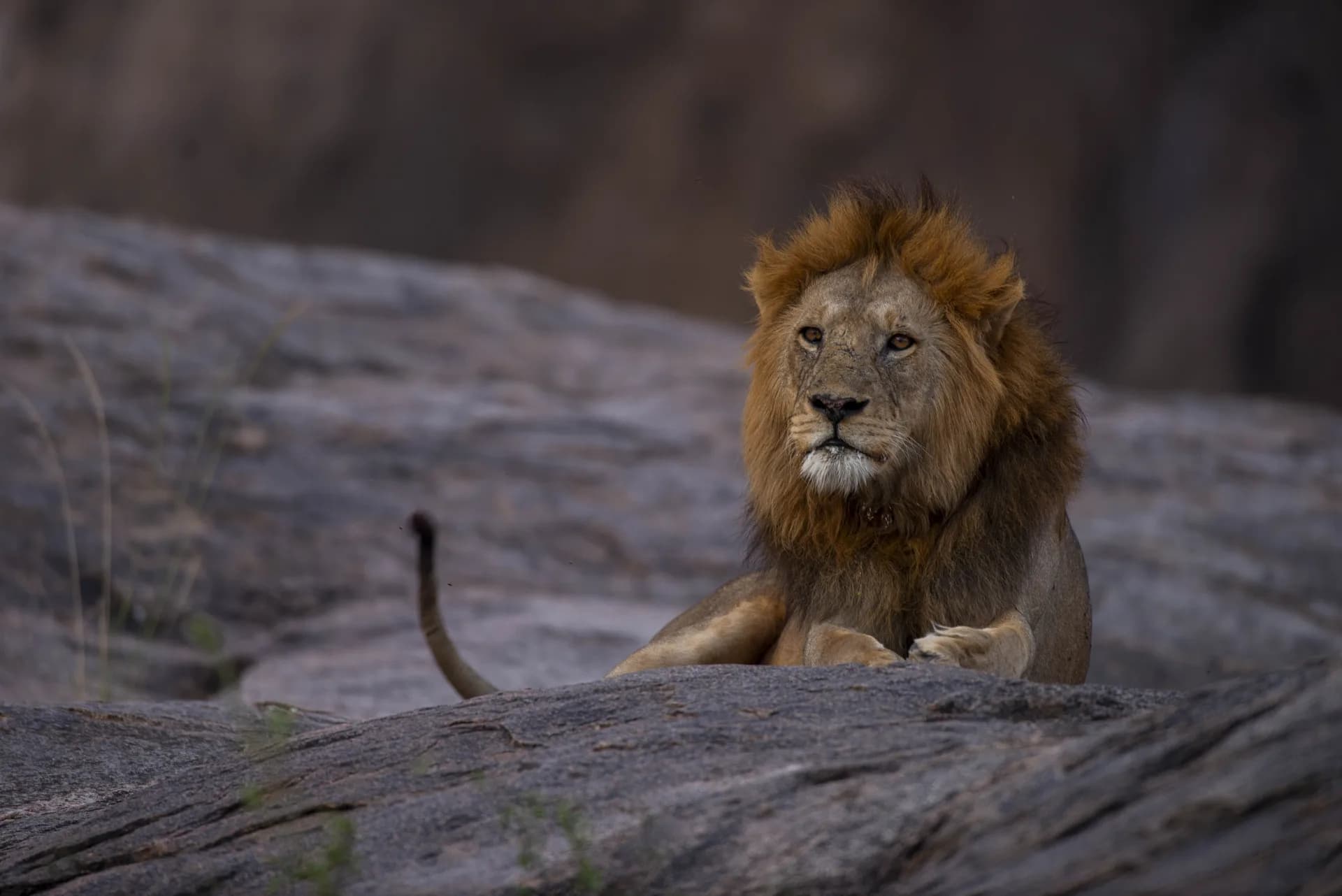 Close portrait of a male lion with a full mane on the Ngorongoro Crater floor