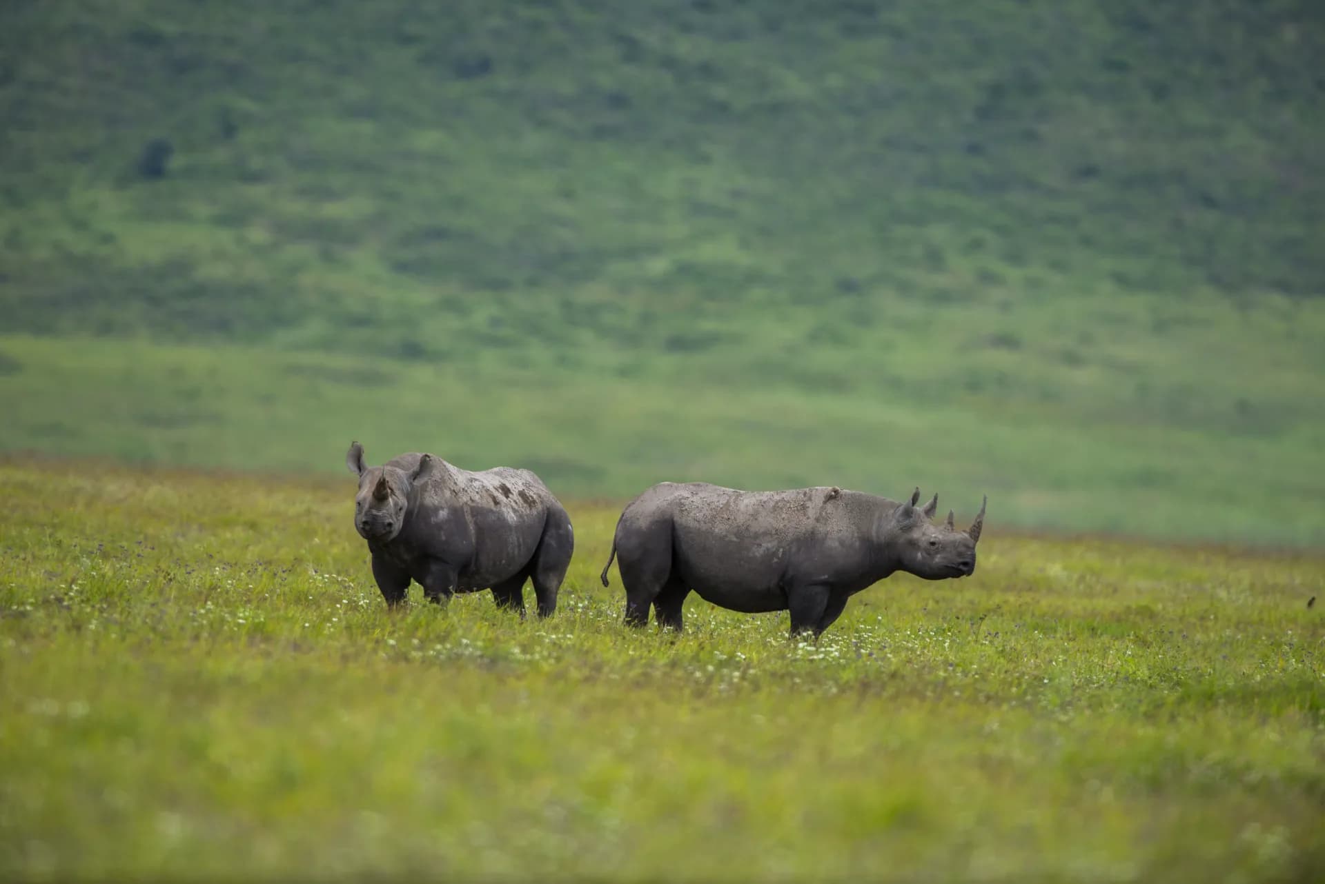 Pair of black rhinos on the Ngorongoro Crater floor