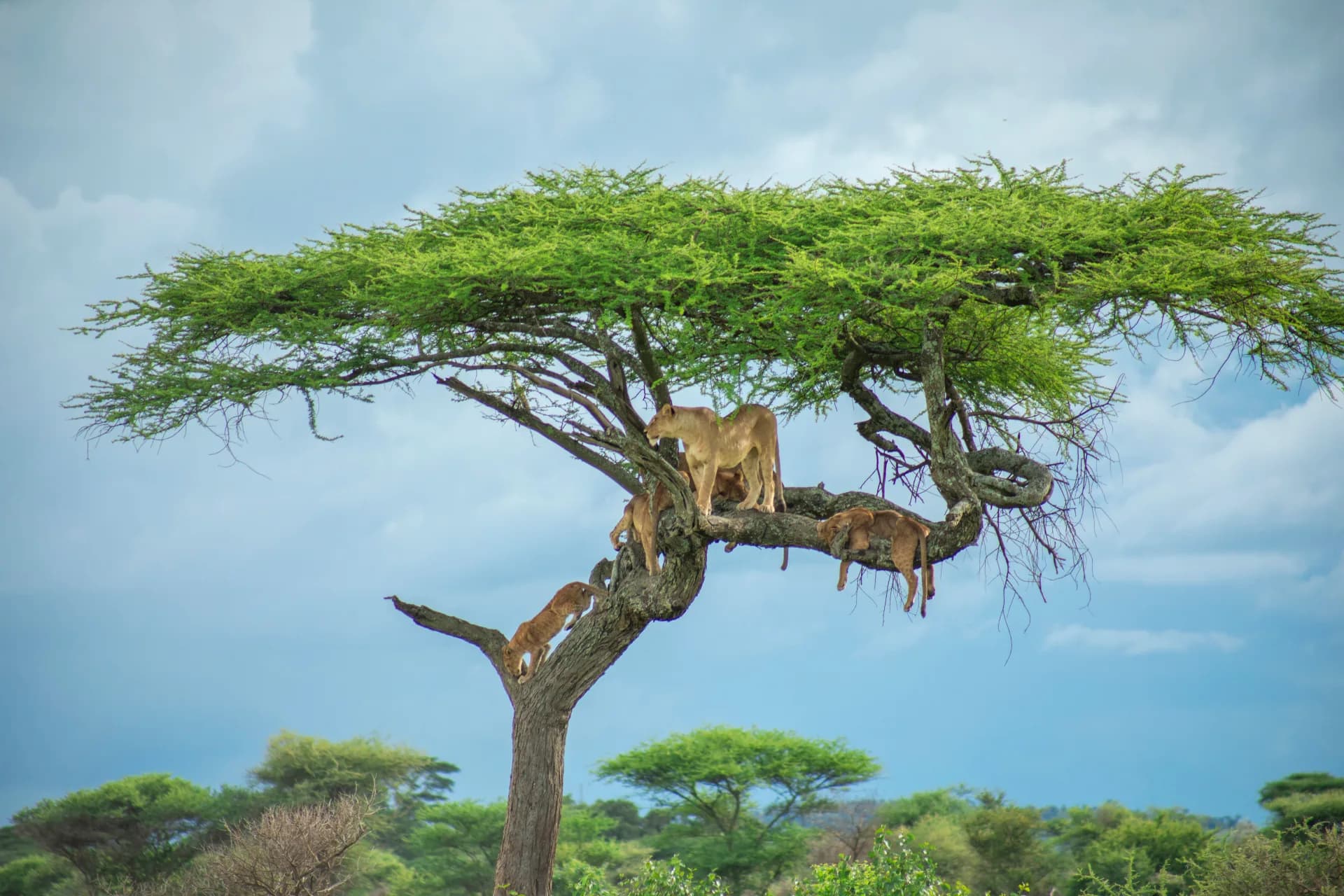 Lake Manyara + Lodge Inspections — representative photo