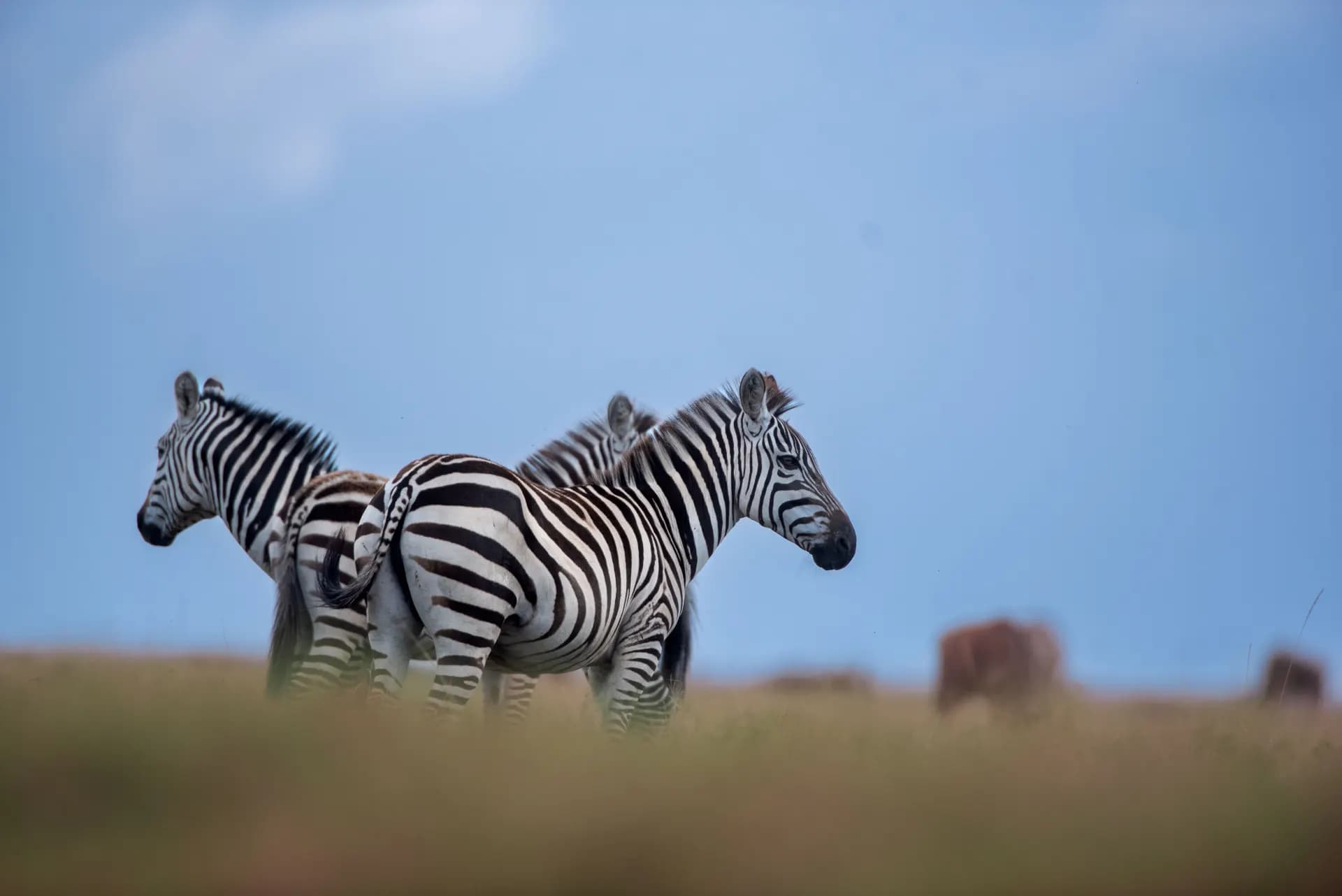 Three zebras standing together on the Ngorongoro Crater floor