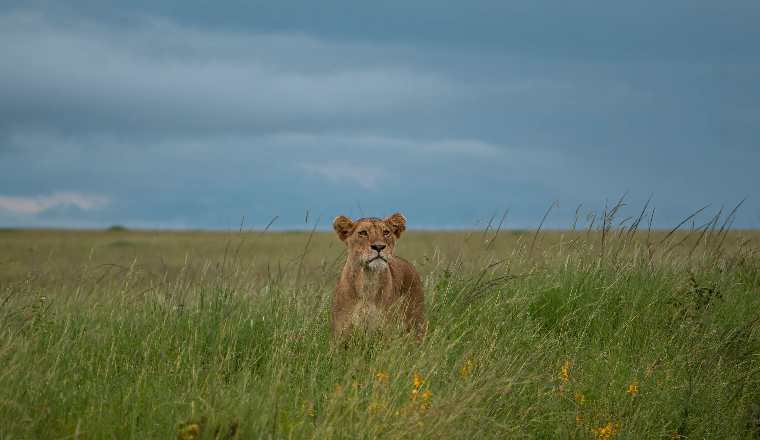 Lioness resting in long grass on the Serengeti plains