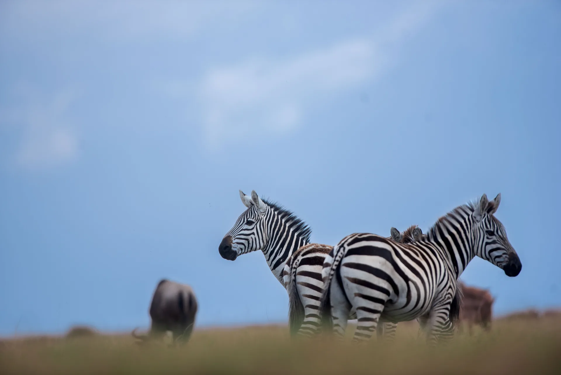 Private Tanzania Safaris Planned Around Your Family