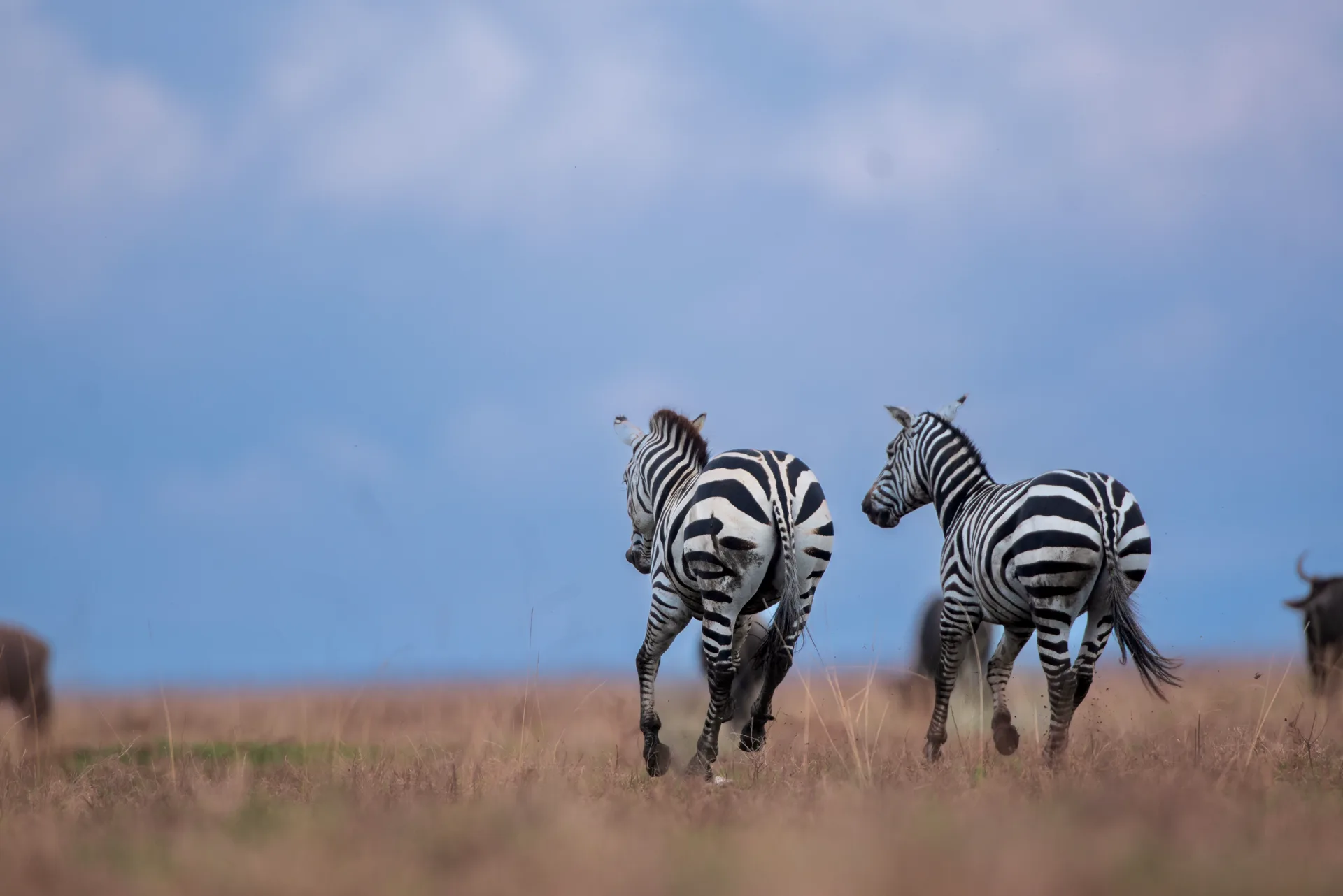 The Guide Is Not Part of the Safari. The Guide Is the Safari.