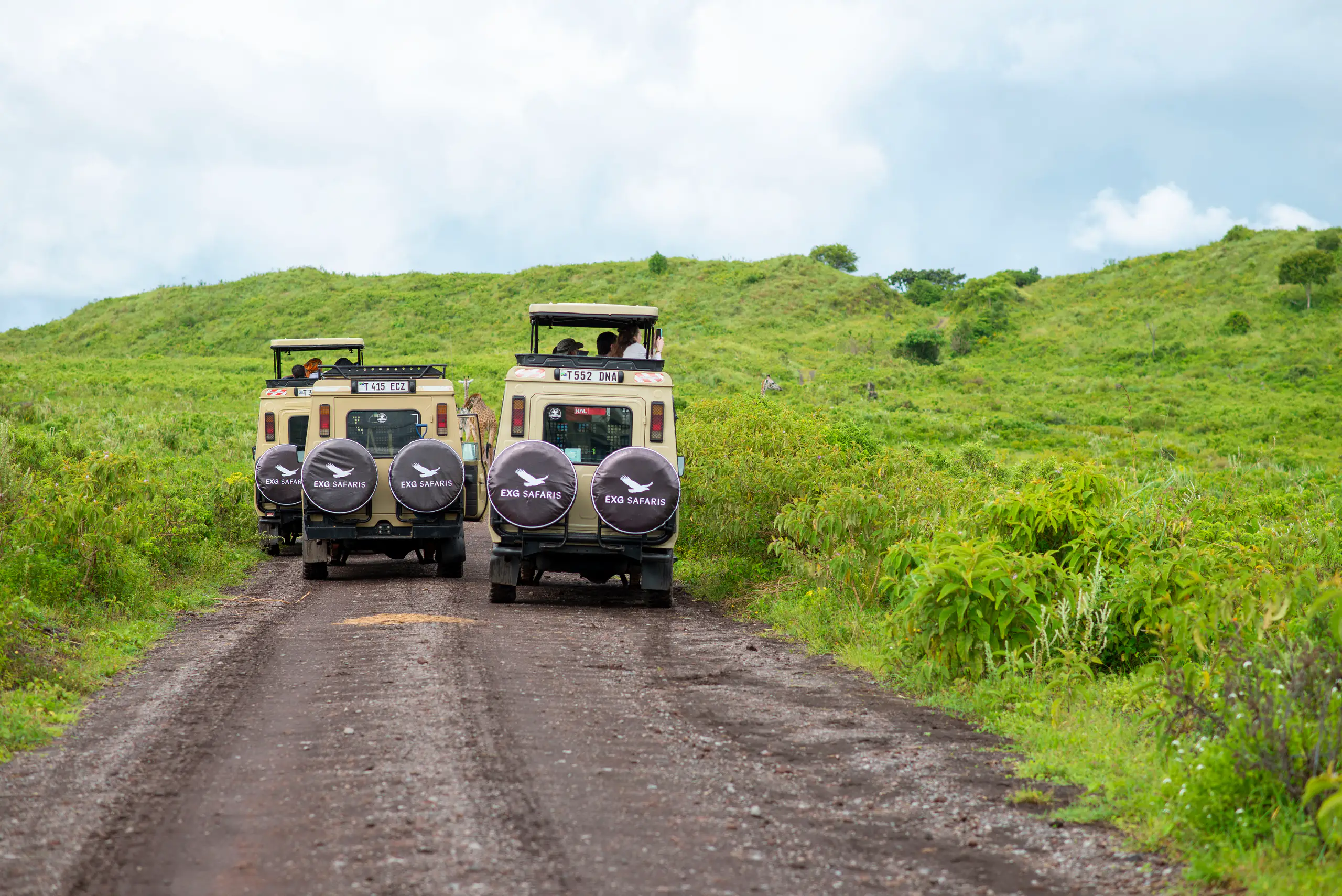 EXG Safaris vehicles and a giraffe on the Ngorongoro Crater road, Tanzania