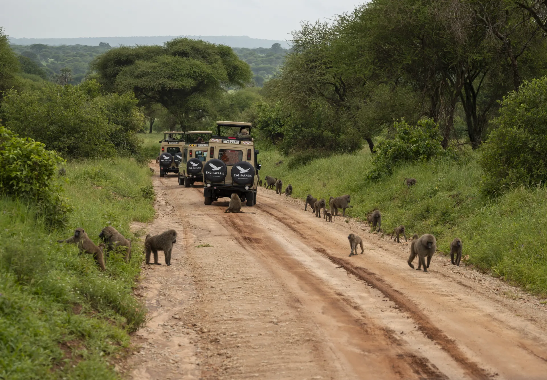 Meet the Team Behind Your Safari