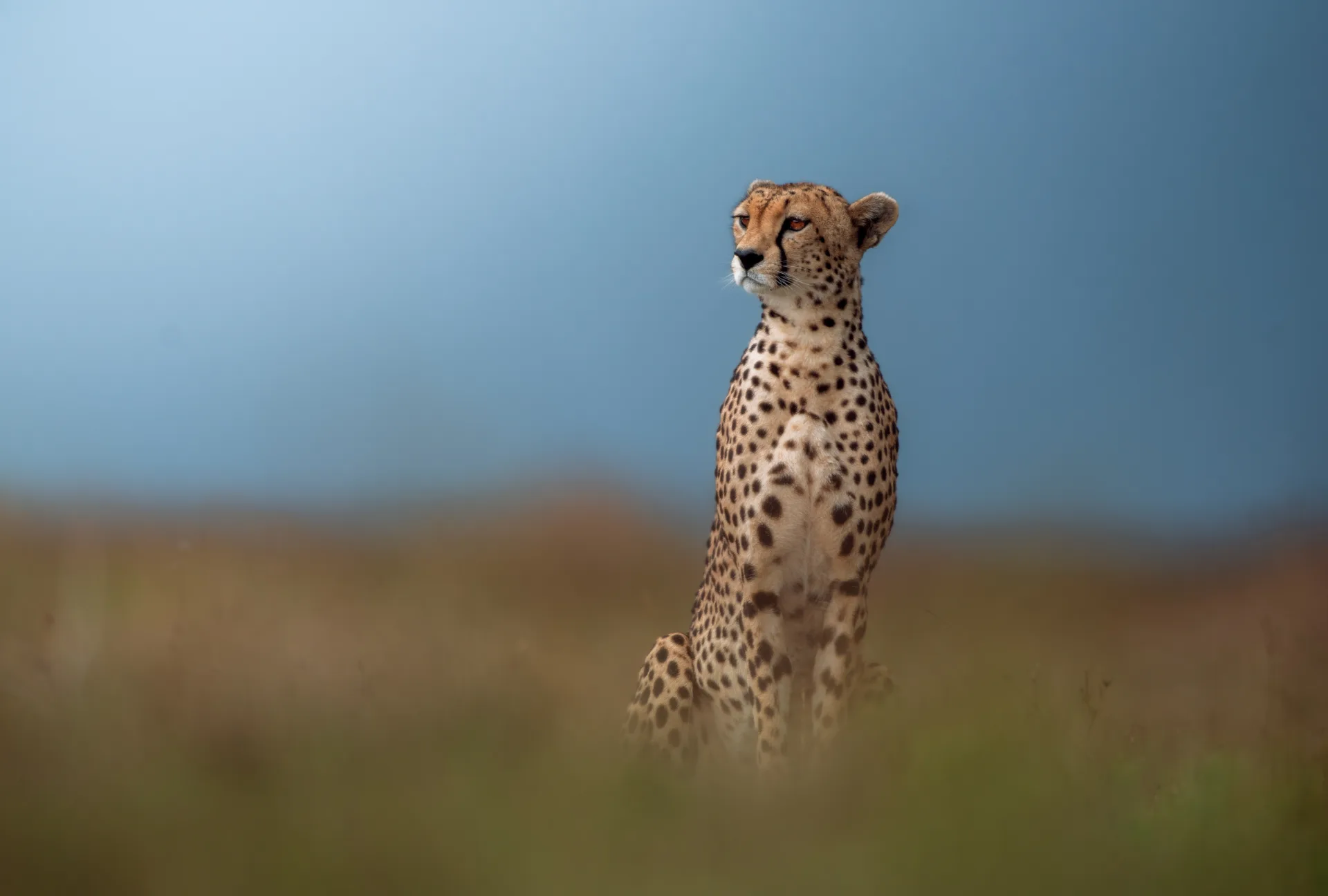 The Serengeti Rewards Timing, Not Luck.
