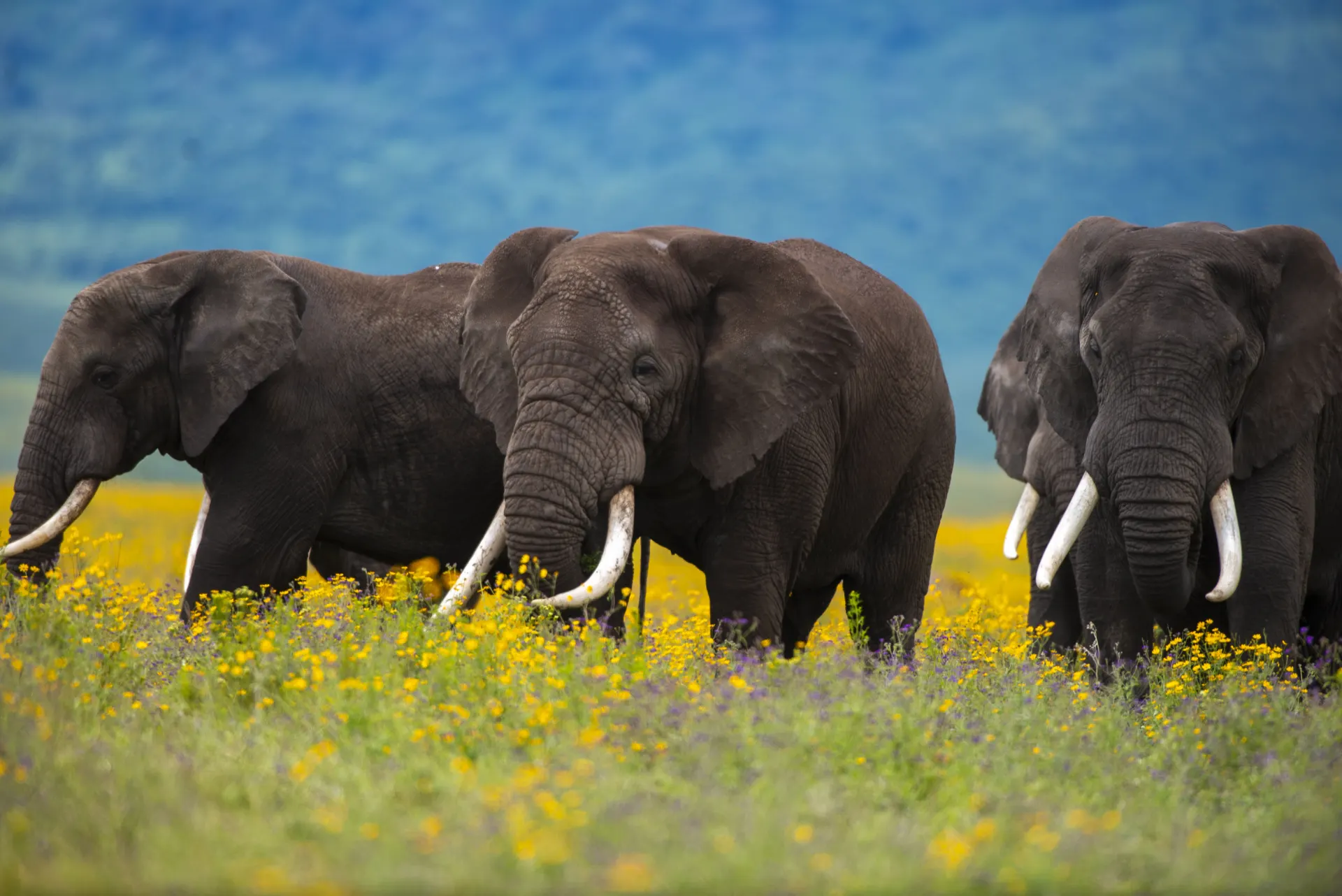Compare Our Signature Safari Itineraries