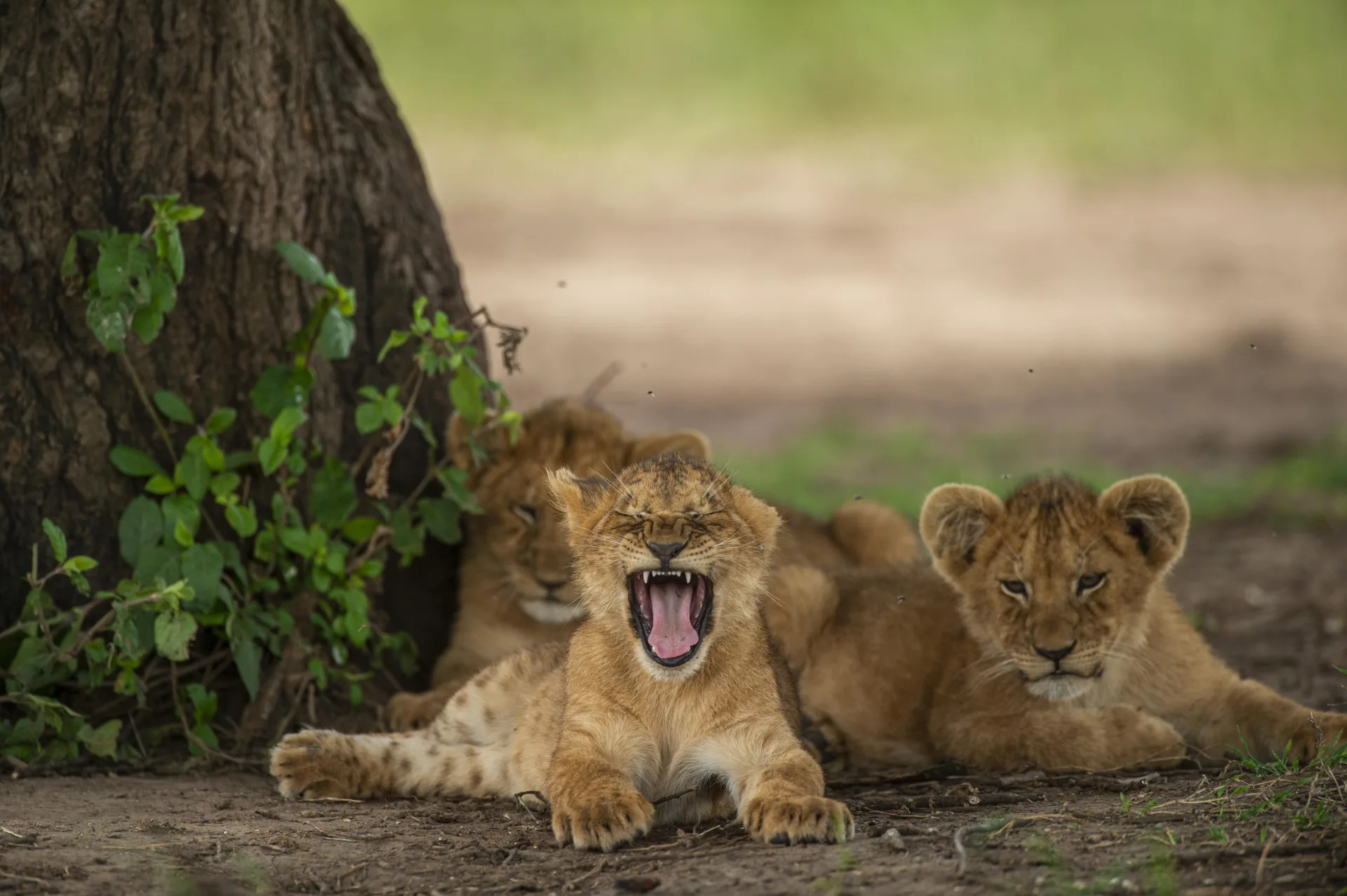 Orlando vs Yellowstone for Kids: Which Trip Is Easier?
