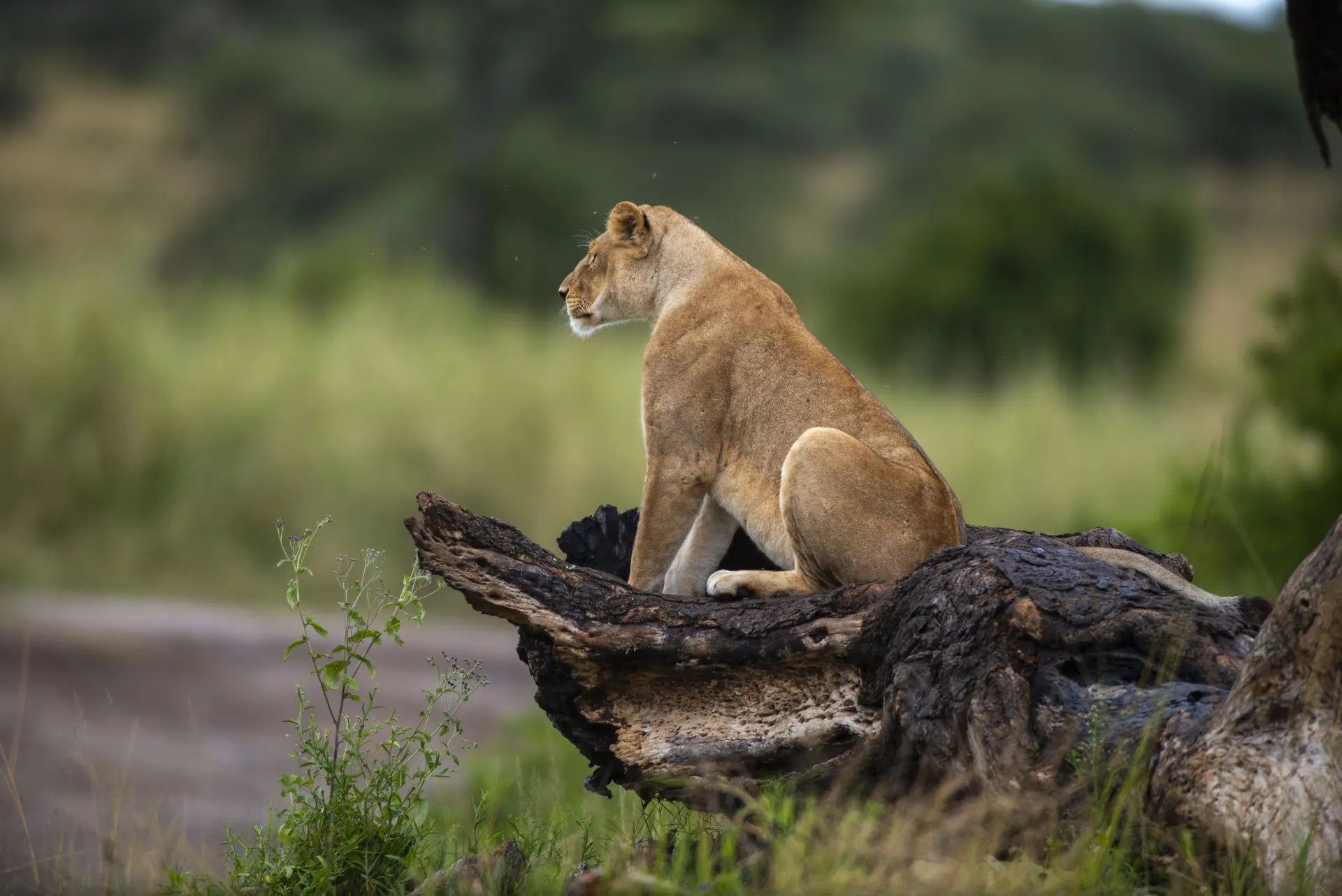 Build Your Career With EXG Safaris