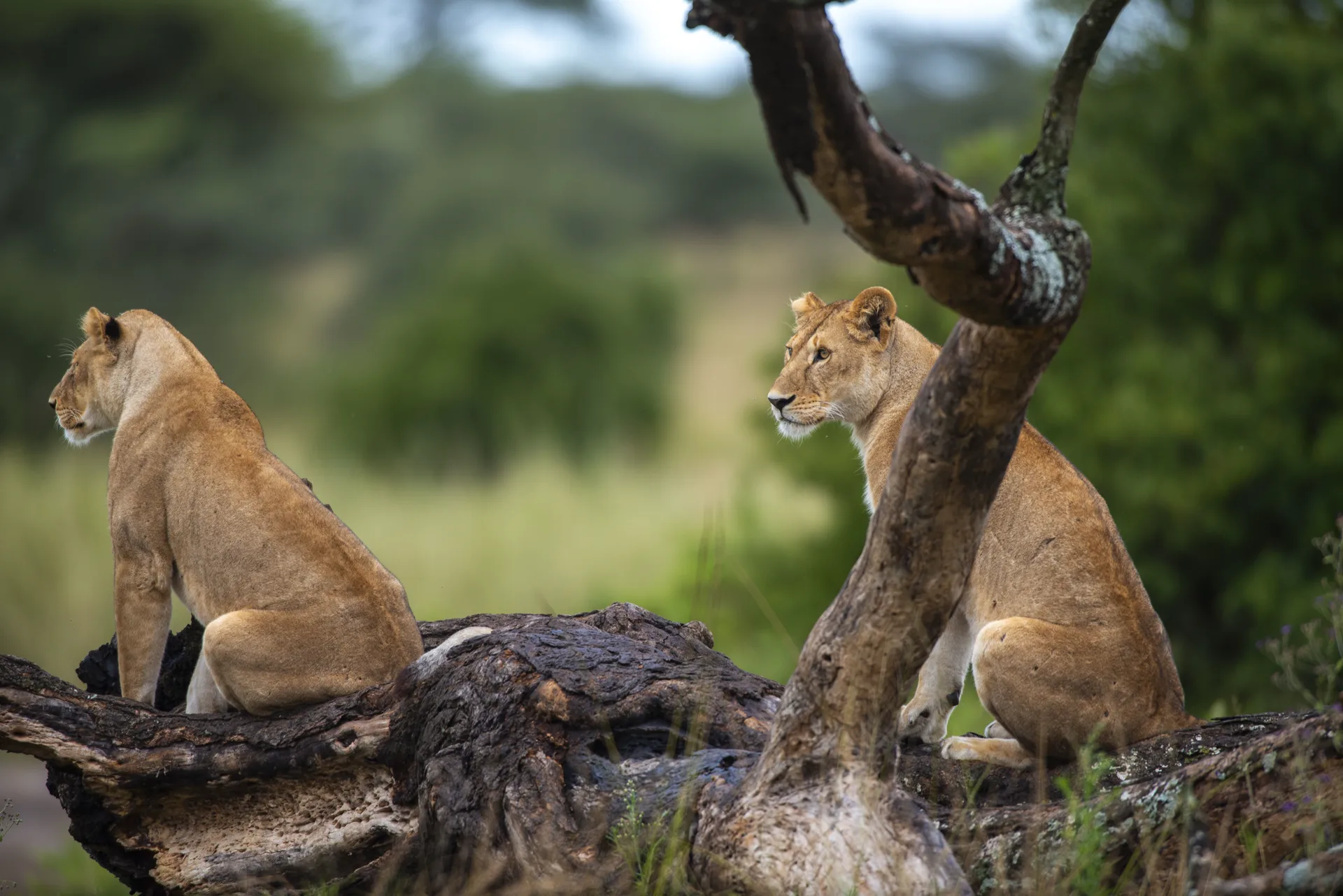 Tanzania Safari Questions, Answered Straight
