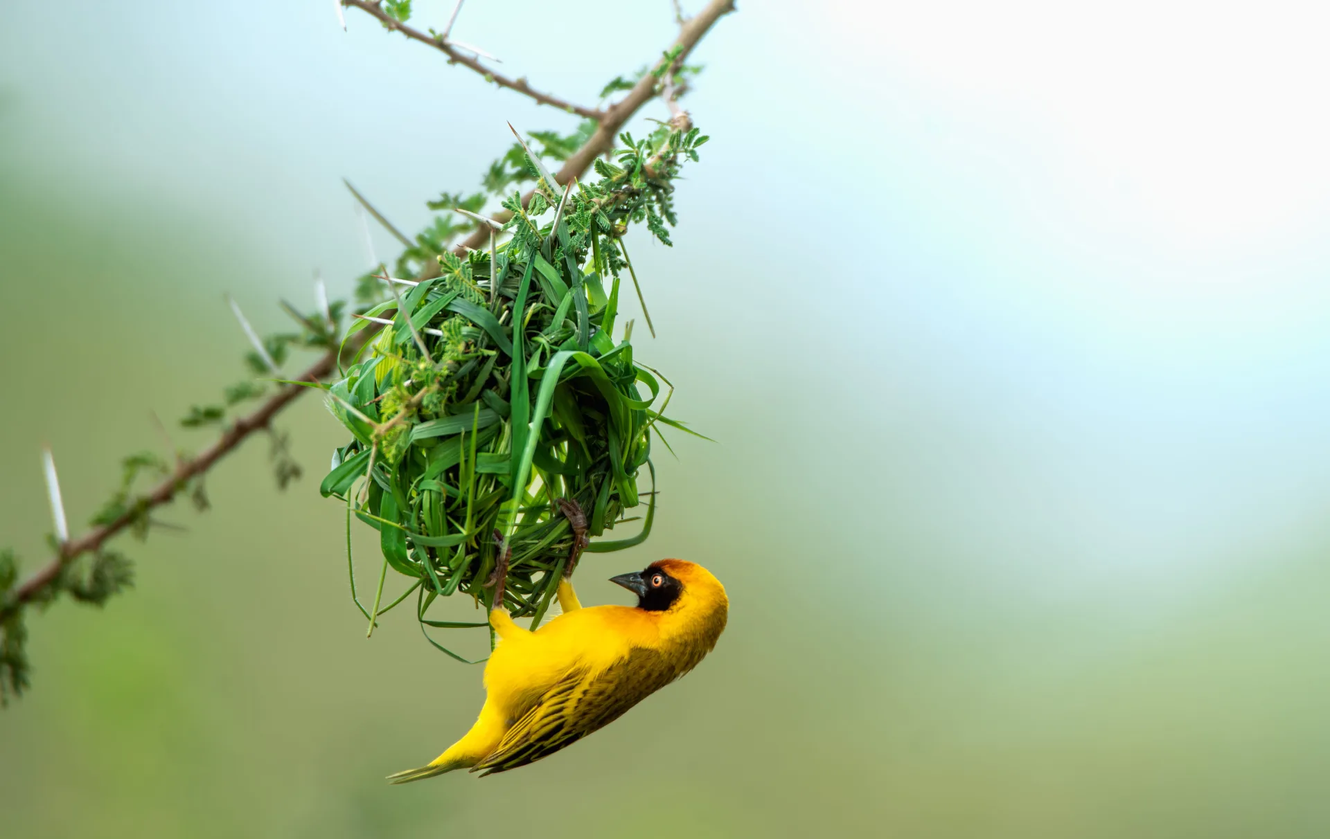 Travel Insurance for Your Tanzania Safari