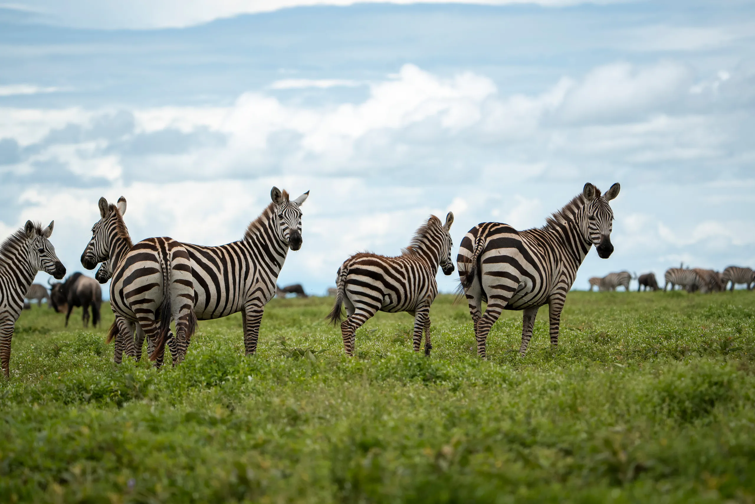 Tanzania safari destination