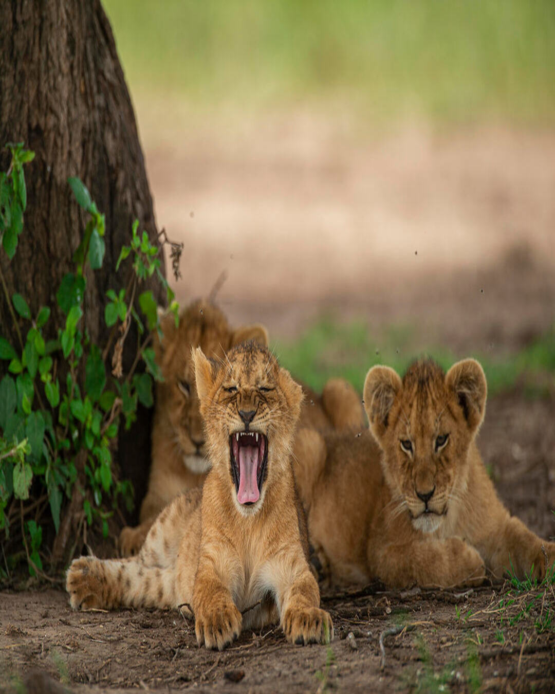 Day 4 — Lake Manyara to Ngorongoro Rim: Forest, Flamingos & Rim-Top Romance