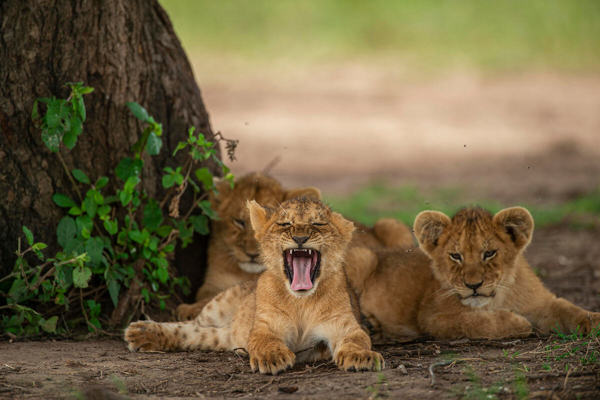 The Great Migration: A Photographer’s Dream