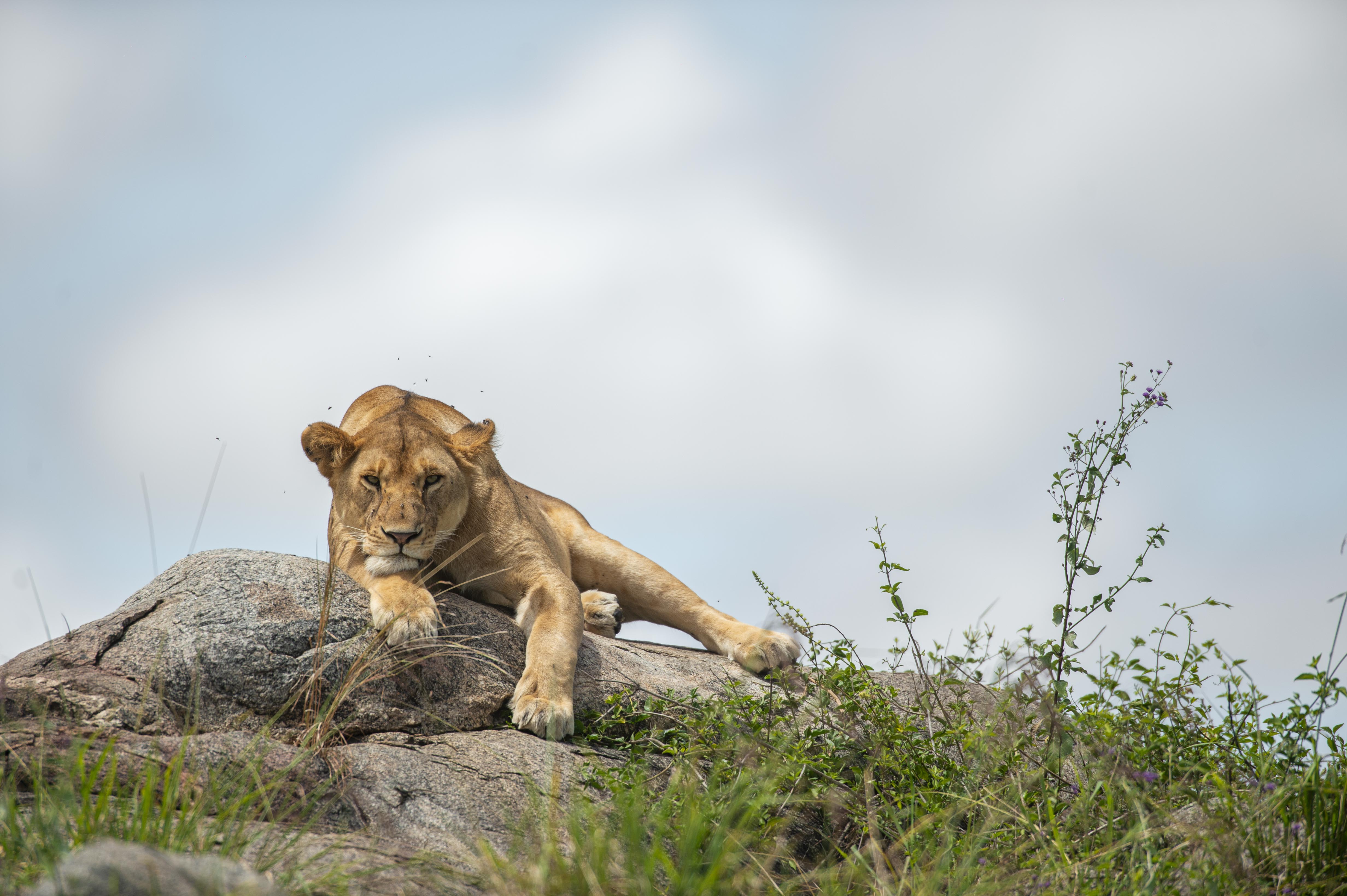 What Is a “Legacy Safari” for Parents & Providers?