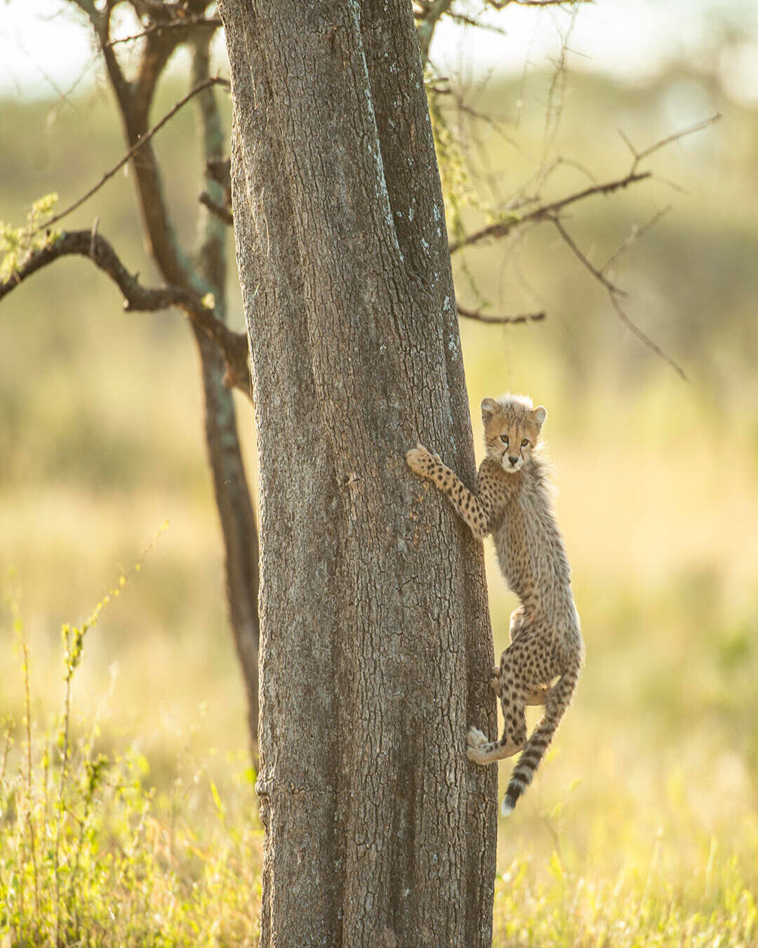 10 Reasons a Safari is the Best Family Legacy Trip