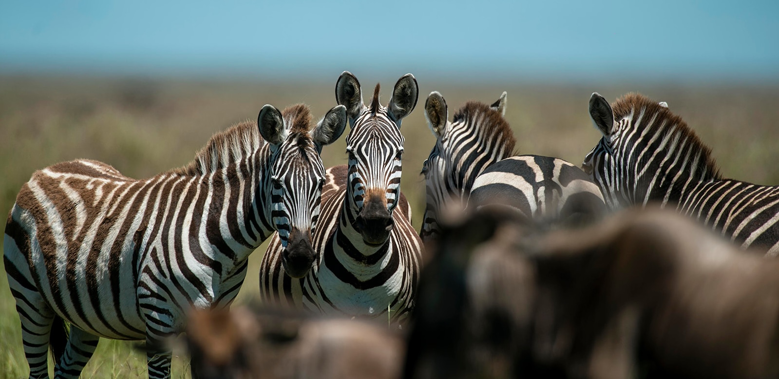 Description of your image