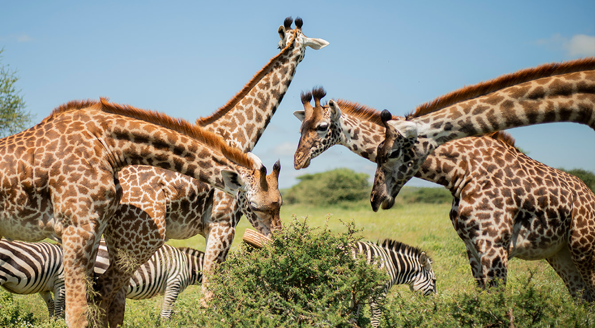 Description of your image