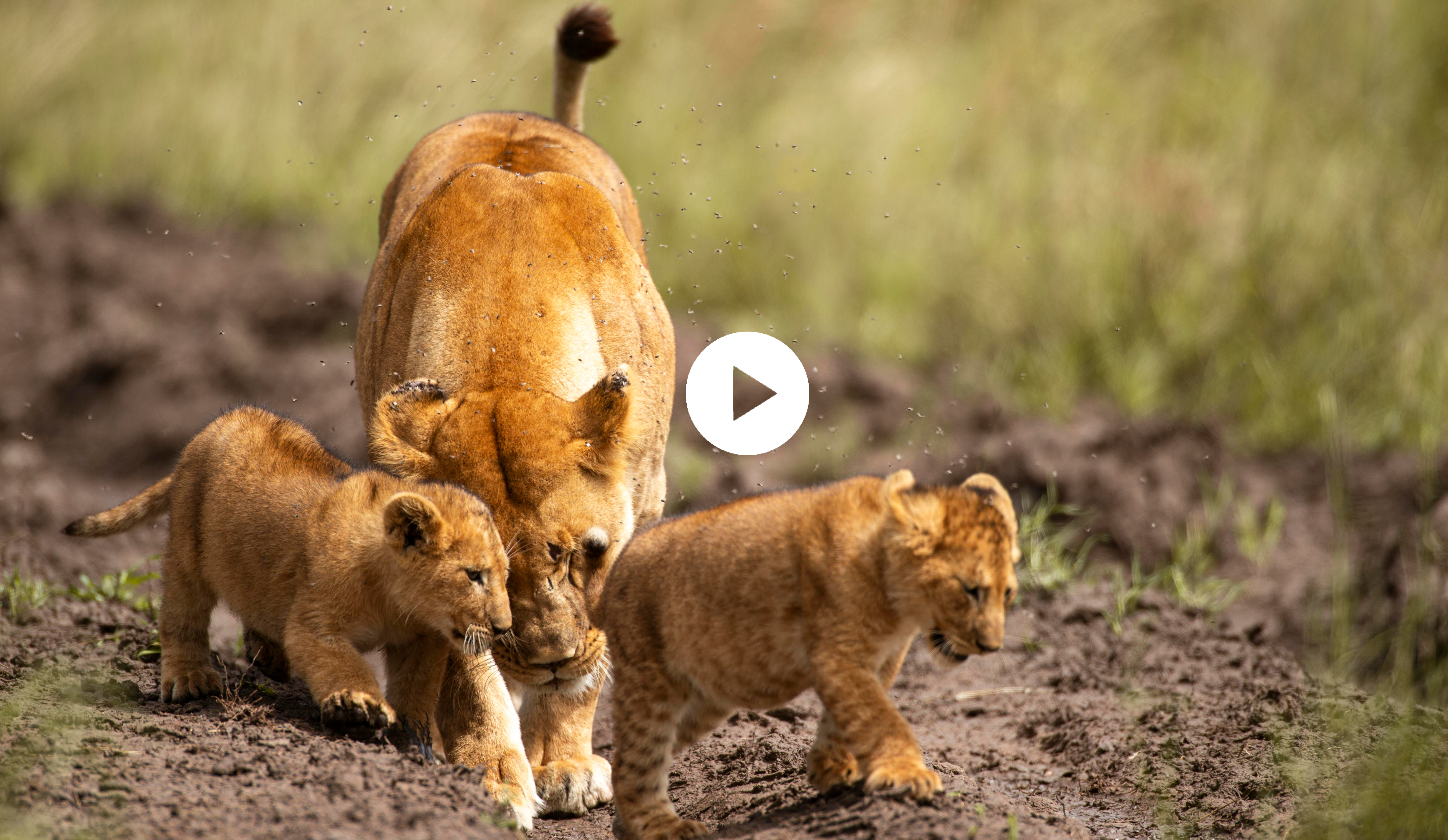 African Luxury Safari